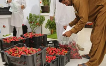 “فلفل شقراء 3” يختتم فعالياته بنجاح ومبيعات بمليون ريال