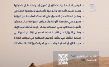 “البيئة”: الأنظمة لا تسمح بتداول بيع أو شراء أو نقل ملكية الإبل غير المرقمة