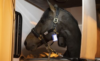 نقل 96 جواداً من بلجيكا الى الرياض للمشاركة في بطولة لونجين العالمية لقفز الحواجز