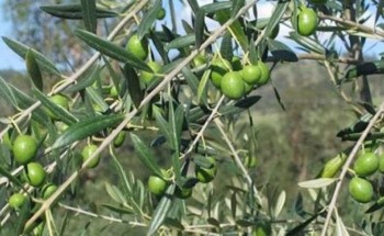 تعتبر الأولى من نوعها .. المزارعين يتوافدون على معصرة حديثة لزيت الزيتون في حائل لعصر الزيتون