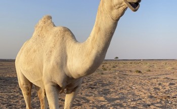 رجل الأعمال “سالم الشويلعي” يقيم مأدبة عشاء على شرف مالك الإبل “مطيع الشويلعي” بعد فوزه بالمركز الأول