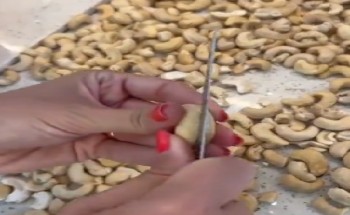 شاهد: امرأة تعثر على دود داخل الكاجو .. ومغردون يوضحون الأسباب!