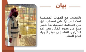 تعليق عاجل من الحياة الفطرية بشأن التمساح الطليق في القطيف