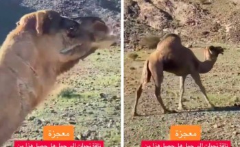 حادثة نادرة .. شاهد: شخص يزعم بوجود ناقة تحولت إلى “بعير” بعد أن ولدت أكثر من مرة