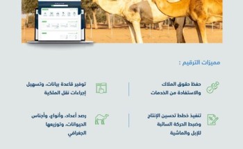 “البيئة” تُعلن عن مهلة (5) أشهر لترقيم الإبل وتسجيلها مجانًا عبر منصة “نما” الإلكترونية