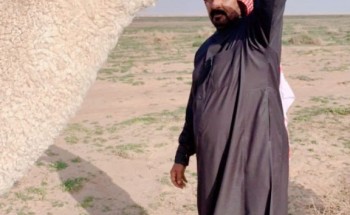 عدسة “الشمال الإلكترونية” ترصد بوادر الربيع في وادي بن هادي جنوب حائل