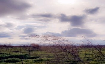 الربيع و البرد والغيوم  في منطقة الحدود الشمالية (عرعر وضواحيها)