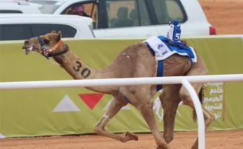في خامس أيام مهرجان خادم الحرمين الشريفين للهجن: صمله .. تخطف التوقيت الأفضل في الـ “جذاع”