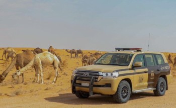 هيئة تطوير محمية الملك سلمان بن عبدالعزيز الملكية تضبط مخالفين لنظام البيئة لارتكابهم مخالفات الرعي في محمية الخنفة