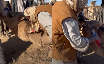 فيديو| صالونات التجميل بمهرجان جادة الإبل بحائل: حلاقة الثمانية والسبعة موضة جديدة في عالم الجمال