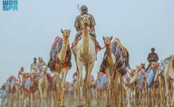 الهيئة الملكية لمحافظة العُلا تعلن إقامة كأس العُلا للهجن 2024