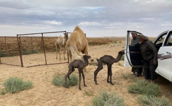 في واقعة نادرة الحدوث : ناقة تلد توأم “بكرتين” في مراعي محافظة تيماء .. ومالك الناقة: حالة الحوارين الصحية جيدة