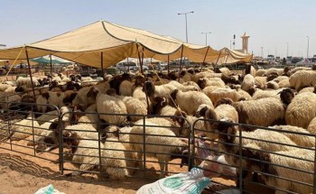 “أثارت علامات الحيرة واللغز” .. ارتفاع أسعار المواشي والذبائح في الأسواق السعودية في رمضان بشكل جنوني