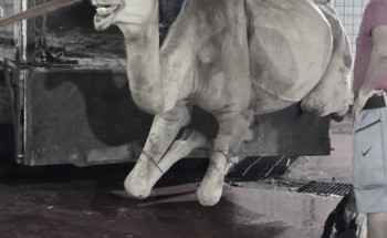 سواعد الحي بمركز المسفلة يوزع لحم قعود ليلة ٢٧ رمضان