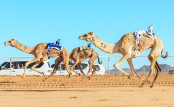 24 مليون جوائز شوطي كأس العلا للهجن في الختام