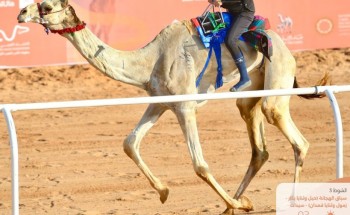 تألقت في ميادين الهجن وحققت لقب النسخة الأولى ريما الحربي .. هجانة العرب الأولى