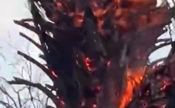 شاهد.. هطول أمطار غزيرة على قرى حائل.. وصاعقة رعدية تضرب مزرعة نخيل في قرية البويب