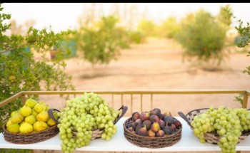 أكثر من 20 طن فواكه تدخل معرض مهرجان الفاكهة بطبرجل حتى يومه الثالث بطبرجل .