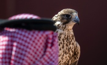 شركات ومؤسسات تستثمر في الصقارة من بوابة مهرجان الملك عبدالعزيز للصقور 2024