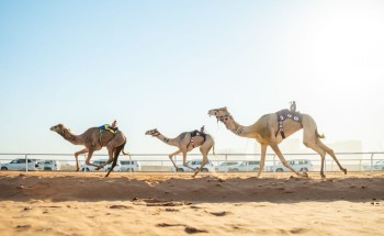 ملاك السعودية في صدارة مهرجان خادم الحرمين الشريفين للهجن