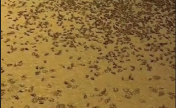 «كائنات نافعة».. توضيح «وقاء» بشأن ما تم تداوله عن انتشار الحشرات في بعض مناطق المملكة