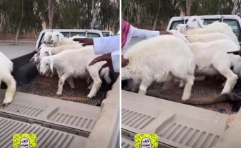 بالفيديو.. انخفاض جديد بأسعار «الطليان الحريات» بأحد أسواق الأغنام في القصيم