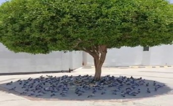 في مشهد مؤثر.. أسراب الحمام تلجأ لظل شجرة هروبًا من حرارة مكة