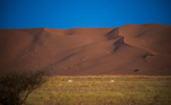 «عروق بني معارض» على القائمة الخضراء العالمية لصون الطبيعة ضمن 90 محمية فقط حول العالم