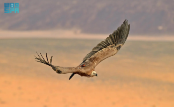 نسور أوراسية تقطع 245 ألف كيلومتر عبر 8 دول.. محمية الأمير محمد بن سلمان تكشف بيانات تتبّع غير مسبوقة