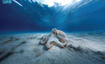 في اليوم العالمي للأخطبوط.. البحر الأحمر يكشف عن تنوع فريد وأنواع غير مسجّلة عالميًا