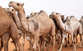 «مخالفات جسيمة».. اللجنة القانونية بنادي الإبل تصدر عقوبات صارمة بحق تركي آل حثلين