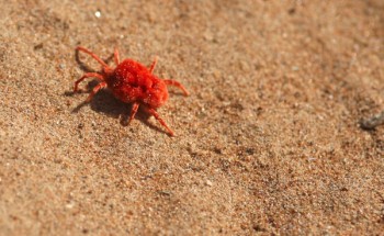بنت المطر».. كائن صحراوي نادر يخرج مع المواسم ويثير الاهتمام