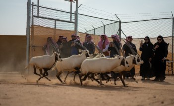 مركز الحياة الفطرية يطلق ٦١ كائناً فطرياً بمحمية الملك خالد الملكية ضمن برامج الإكثار وإعادة التوطين