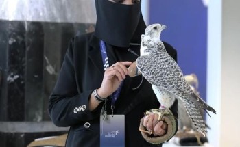 أمينة العنزي: أول رائدة في مجال الصقارة بالحدود الشمالية