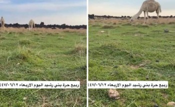 «مشاهد طبيعية خلابة».. بالفيديو.. الربيع يزهر في حرة بني رشيد غرب الحائط بعد هطول الأمطار الغزيرة