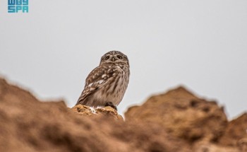 رصد “أم قويق” في الحدود الشمالية