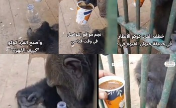 قرد مصري يخطف الأنظار.. يشرب القهوة ويبردها قبل ارتشافها (شاهد)