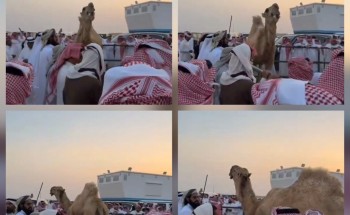 ​تريند اليوم.. وصول مزاد “بعير” إلى 6.1 مليون ريال وسط ذهول الحاضرين (شاهد)