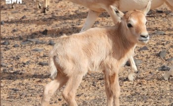 عودة المها العربي إلى شمال المملكة بعد غياب 90 عامًا داخل محمية الملك سلمان الملكية