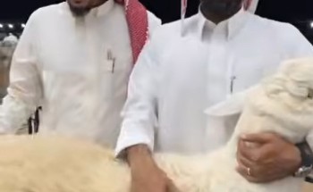 مربي الأغنام “طلال المقاطي” يكشف سر تميّز حلاله: تطوير مستمر وتمسّك بالسلالة الحريّة الأصيلة