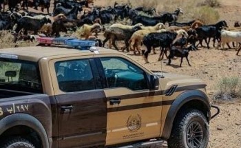 الأمن البيئي يضبط مواطنًا أشعل النار في موقع غير مخصص بالشرقية