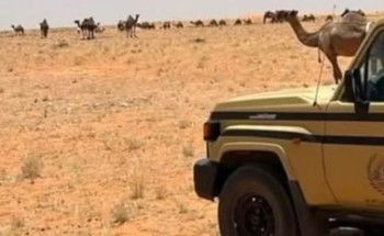 ضبط مواطنين ارتكبا مخالفات بيئية.. وغرامات تصل إلى 31.5 ألف ريال