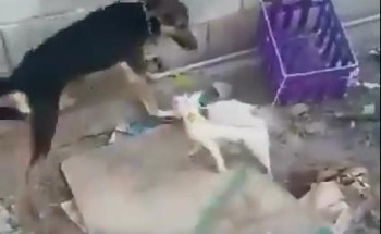 البيئة” تغرّم مخالفين 500 ألف ريال