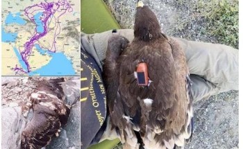 العثور على نسر ميت على ظهره جهاز تتبع في جازان يثير جدلا واسعا!