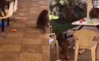 هجوم «قرود جائعة» على جامعة بيشة.. وهروب الطالبات (فيديو)