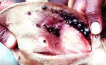 البيئة”: النقاط السوداء في آذان المواشي تشير إلى وجود طفيل القراد وليس فيروسات قاتلة