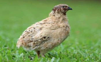 فيديو.. تبوك تنتج وتصدر 30 مليوناً من طيور السمّان سنوياً