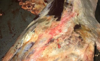 ضبط 900 كيلو من اللحوم الفاسدة قبل توزيعها في الخبر