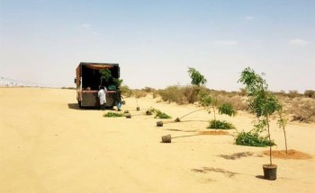 تشجير منطقة مهرجان ولي العهد للهجن بـ5 آلاف شجرة.. وسر اختيار نوع معين من الأشجار