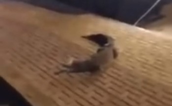 ملابسات هروب تمساح حوطة بني تميم ووصوله لشوارع المحافظة (فيديو)